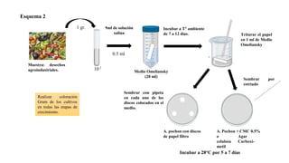 Esquema 2
Muestra: desechos
agroindustriales.
1 gr. 9ml de solución
salina
10-1
0.5 ml
Medio Omeliansky
(20 ml)
Incubar a T° ambiente
de 7 a 12 días. Triturar el papel
en 1 ml de Medio
Omeliansky
por
Sembrar
estriado
Sembrar con pipeta
en cada uno de los
discos colocados en el
medio.
A. pochon con discos
de papel filtro
A. Pochon + CMC 0.5%
o Agar
Carboxi-
metil
celulosa
Incubar a 28°C por 5 a 7 días
Realizar coloración
Gram de los cultivos
en todas las etapas de
crecimiento.
 