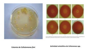 Colonias de Cellulomonas fimi.
Actividad celulolitíca de Cellumonas spp.
 
