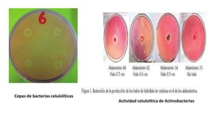 Actividad celulolítica de Actinobacterias
Cepas de bacterias celulolíticas
 