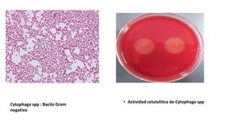 Cytophaga spp : Bacilo Gram
negativo
• Actividad celulolitica de Cytophaga spp
 
