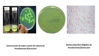 Conservación de cepas a partir de colonia de
Pseudomonas fluorescens
Bacilos pequeños delgados de
Pseudomonas fluorescens
 