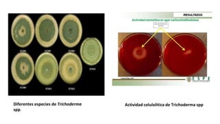 Diferentes especies de Trichoderma
spp.
Actividad celulolitica de Trichoderma spp
 