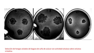 Selección de hongos aislados de bagazo de caña de azúcar con actividad celulasa sobre celulosa
cristalina
 