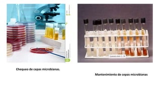 Mantenimiento de cepas microbianas
Chequeo de cepas microbianas.
 