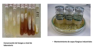 Conservación de hongos a nivel de
laboratorio
• Mantenimiento de cepas fúngicas industriales
 