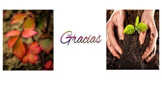 MO CELULOLÍTICOS.pptx