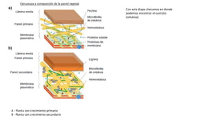 A - Planta con crecimiento primario
B - Planta con crecimiento secundario
Estructura y composición de la pared vegetal
Con esta diapo checamos en donde
podemos encontrar el sustrato
(celulosa)
 