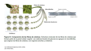 Las moléculas de glucosa están unidas
por enlace beta ,
 