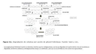 Las exoglucanasas hidrolizan la parte no reductora, mientras que las endoglucanasas, son las que degradan en la parte interna. Una vez la celulosa es
degradada, tendremos celobiosa y celooligosacáridos (mayor a 2 celobiosas) , pero aun no es asimilible así, tons vienen las b glucosidasas
 