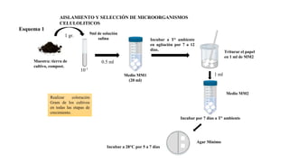 AISLAMIENTO Y SELECCIÓN DE MICROORGANISMOS
CELULOLITICOS
Esquema 1
Muestra: tierra de
cultivo, compost.
9ml de solución
salina
Medio MM1
(20 ml)
1 gr.
10-1
0.5 ml
Incubar a T° ambiente
en agitación por 7 a 12
días. Triturar el papel
en 1 ml de MM2
Medio MM2
1 ml
Incubar por 7 días a T° ambiente
Agar Mínimo
Incubar a 28°C por 5 a 7 días
Realizar coloración
Gram de los cultivos
en todas las etapas de
crecimiento.
 