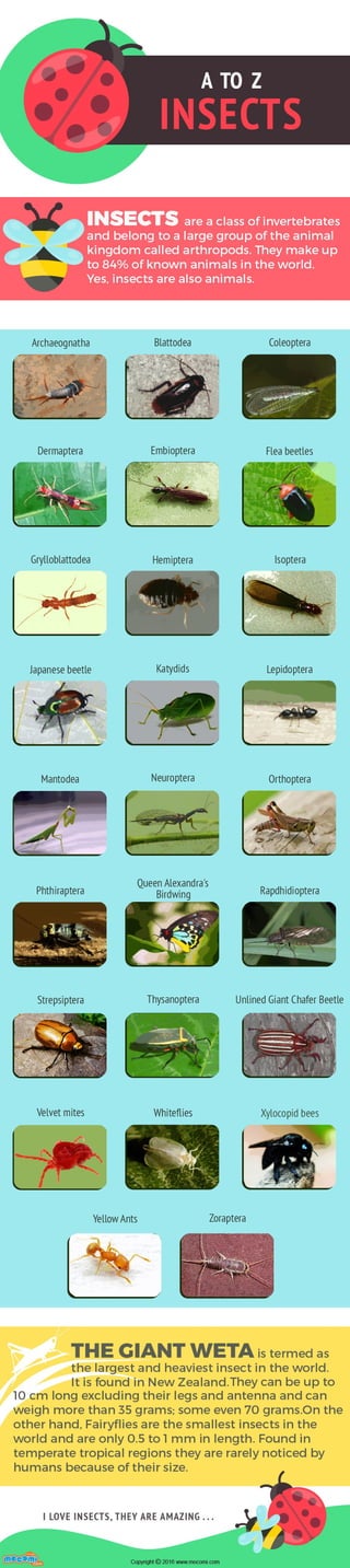 A to Z of Insects List – Mocomi Kids