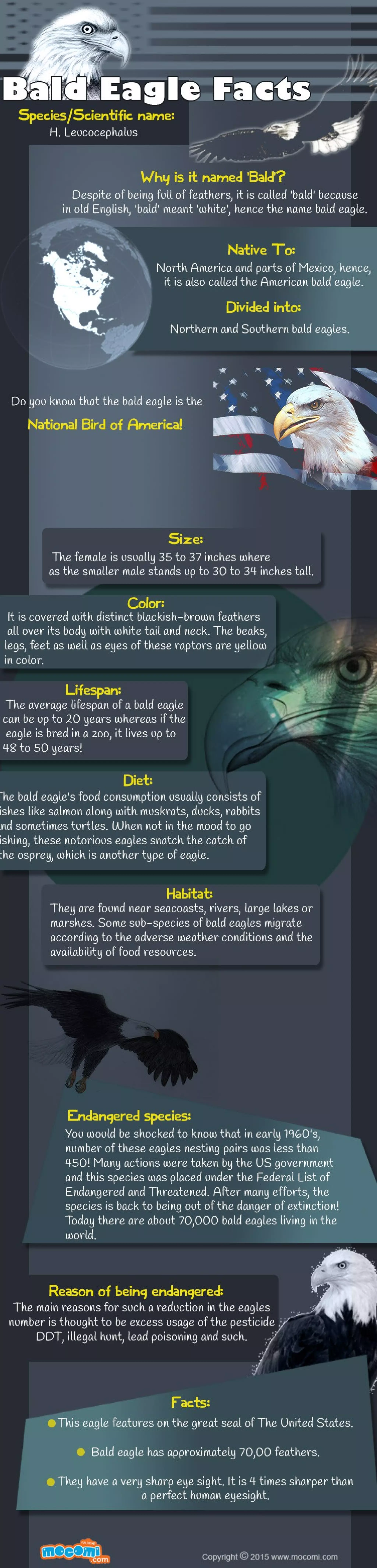 American Bald Eagle Facts – Mocomi Kids | PDF