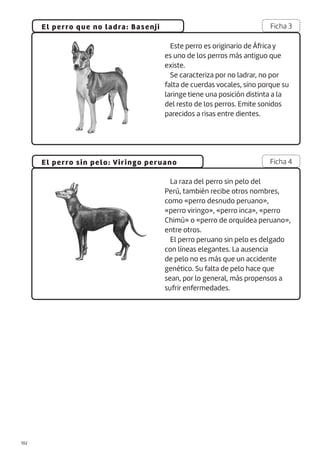 |102
El perro que no ladra: Basenji
El perro sin pelo: Viringo peruano
Ficha 3
Ficha 4
Este perro es originario de África y
es uno de los perros más antiguo que
existe.
Se caracteriza por no ladrar, no por
falta de cuerdas vocales, sino porque su
laringe tiene una posición distinta a la
del resto de los perros. Emite sonidos
parecidos a risas entre dientes.
La raza del perro sin pelo del
Perú, también recibe otros nombres,
como «perro desnudo peruano»,
«perro viringo», «perro inca», «perro
Chimú» o «perro de orquídea peruano»,
entre otros.
El perro peruano sin pelo es delgado
con líneas elegantes. La ausencia
de pelo no es más que un accidente
genético. Su falta de pelo hace que
sean, por lo general, más propensos a
sufrir enfermedades.
 