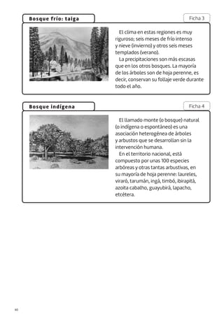 El llamado monte (o bosque) natural
(o indígena o espontáneo) es una
asociación heterogénea de árboles
y arbustos que se desarrollan sin la
intervención humana.
En el territorio nacional, está
compuesto por unas 100 especies
arbóreas y otras tantas arbustivas, en
su mayoría de hoja perenne: laureles,
viraró, tarumán, ingá, timbó, ibirapitá,
azoita cabalho, guayubirá, lapacho,
etcétera.
El clima en estas regiones es muy
riguroso; seis meses de frío intenso
y nieve (invierno) y otros seis meses
templados (verano).
La precipitaciones son más escasas
que en los otros bosques. La mayoría
de los árboles son de hoja perenne, es
decir, conservan su follaje verde durante
todo el año.
Bosque frío: taiga
Bosque indígena
Ficha 3
Ficha 4
|60
 