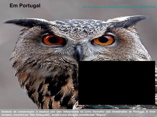 http://my.brainshark.com/Identif-Em Portugal Mochos-e-Corujas-896720594 
https://www.youtube.com/watch?v=9a_c0JAPXqA 
Estatuto de conservação: a espécie não vem referenciada no Livro Vermelho dos Vertebrados de Portugal. A nível 
europeu, encontra-se “Não Ameaçada”, sendo a sua situação considerada “Segura”. 
 