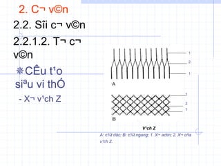 2. C¬ v©n
2.2. Sîi c¬ v©n
2.2.1.2. T¬ c¬
v©n
- X¬ v¹ch Z
CÊu t¹o
siªu vi thÓ
1
2
1
1
2
1
V¹ch Z
A: c¾t däc; B: c¾t ngang; 1. X¬ actin; 2. X¬ cña
v¹ch Z.
 