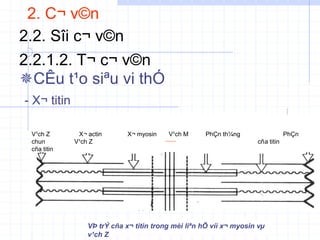2. C¬ v©n
2.2. Sîi c¬ v©n
2.2.1.2. T¬ c¬ v©n
CÊu t¹o siªu vi thÓ
- X¬ titin
VÞ trÝ cña x¬ titin trong mèi liªn hÖ víi x¬ myosin vµ
v¹ch Z
V¹ch Z X¬ actin X¬ myosin V¹ch M PhÇn th¼ng PhÇn
chun V¹ch Z cña titin
cña titin
 