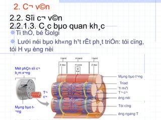 2. C¬ v©n
2.2. Sîi c¬ v©n
2.2.1.3. C¸c bµo quan kh¸c
Ti thÓ, bé Golgi
 Lưới néi bµo kh«ng h¹t rÊt ph¸t triÓn: tói cïng,
tói H vµ èng nèi
Ti thÓ
Mµng bµo t¬ng
Triad
T¬ c¬
èng nèi
Tói cïng
èng ngang T
Mµng bµo t-
¬ng
T¬
c¬
Mét phÇn sîi c¬
b¸m x¬ng
 