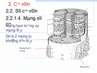 2. C¬ v©n
2.2. Sîi c¬ v©n
2.2.1.4. Mµng sîi
c¬
Mµng bµo tư¬ng vµ
mµng ®¸y
Mµng bµo t-
ương
Mµng ®¸y
Gi÷a 2 mµng lµ
kho¶ng trªn ®¸y
 