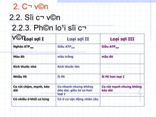 2. C¬ v©n
2.2. Sîi c¬ v©n
2.2.3. Ph©n lo¹i sîi c¬
v©n
Loại sợi I Loại sợi II Loại sợi III
Nghèo ATPase Giầu ATPase Giầu ATPase
Màu đỏ mầu trắng mầu đỏ
Kích thước nhỏ Kích thước lớn
Nhiều Mi Ít Mi Ít Mi hơn loại I
Co rút chậm, mạnh, kéo
dài
Co nhanh nhưng không
dẻo dai, giầu tơ cơ hơn
loại I
Co rút mạnh nhưng không
kéo dài
Có nhiều ở khối cơ lưng Có ở cơ vận động nhãn cầu
 