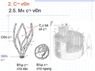 B¾p c¬
c¾t däc
B¾p c¬
c¾t ngang
2. C¬ v©n
2.5. M« c¬ v©n
C©n c¬
G©n
c¬
C¸c bã
sîi c¬
4
5
3
6
8
7
 