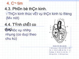 4. C¬ tim
4.3. Ph©n bè thÇn kinh.
- ThÇn kinh thùc vËt vµ thÇn kinh tù ®éng
(M« nót)
4.4. TÝnh chÊt co
duçi.
Liªn tôc vµ nhÞp
nhµng (co duçi theo
chu kú)
H×nh 3-14. M« nót [1].
1. Nót xoang; 2. Nót nhÜ thÊt; 3. Bã
His; 4. Nh¸nh ph¶i bã His; 5. Líi
Purkinje; 6. Nh¸nh tr¸i bã His; 7.
Nh÷ng sîi tríc; 8. Nh÷ng sîi sau.
1
2
5
6
7
8
3
4
 