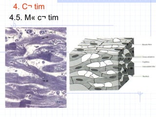 4. C¬ tim
4.5. M« c¬ tim
 