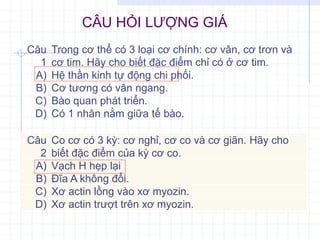 CÂU HỎI LƯỢNG GIÁ
Câu
1
Trong cơ thể có 3 loại cơ chính: cơ vân, cơ trơn và
cơ tim. Hãy cho biết đặc điểm chỉ có ở cơ tim.
A) Hệ thần kinh tự động chi phối.
B) Cơ tương có vân ngang.
C) Bào quan phát triển.
D) Có 1 nhân nằm giữa tế bào.
Câu
2
Co cơ có 3 kỳ: cơ nghỉ, cơ co và cơ giãn. Hãy cho
biết đặc điểm của kỳ cơ co.
A) Vạch H hẹp lại
B) Đĩa A không đổi.
C) Xơ actin lồng vào xơ myozin.
D) Xơ actin trượt trên xơ myozin.
 