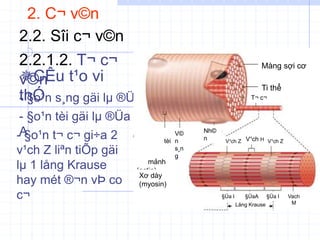 2. C¬ v©n
2.2. Sîi c¬ v©n
2.2.1.2. T¬ c¬
v©n
CÊu t¹o vi
thÓ
- §o¹n s¸ng gäi lµ ®Üa I
- §o¹n tèi gäi lµ ®Üa
A
- §o¹n t¬ c¬ gi÷a 2
v¹ch Z liªn tiÕp gäi
lµ 1 lång Krause
hay mét ®¬n vÞ co
c¬
Màng sợi cơ
Ti thể
Xơ mảnh
(actin)
Xơ dày
(myosin)
V©
n tèi
V©
n
s¸n
g
Nh©
n
T¬ c¬
V¹ch H V¹ch Z
V¹ch Z
§Üa I
Lång Krause
§Üa I
§ÜaA Vach
M
 