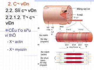 2. C¬ v©n
2.2. Sîi c¬ v©n
2.2.1.2. T¬ c¬
v©n
- X¬ actin
CÊu t¹o siªu
vi thÓ
- X¬ myozin
Màng sợi cơ
Ti thể
Xơ dày
(myosin)
Xơ mảnh
(actin)
Xơ chun
(titin)
Xơ mảnh
(actin)
Xơ dày
(myosin)
V©
n tèi
V©
n
s¸n
g
Nh©
n
T¬ c¬
V¹ch H V¹ch Z
V¹ch Z
§Üa I
V¹ch Z V¹ch Z
V¹ch M
Lång Krause
§Üa I
§ÜaA Vach
M
 