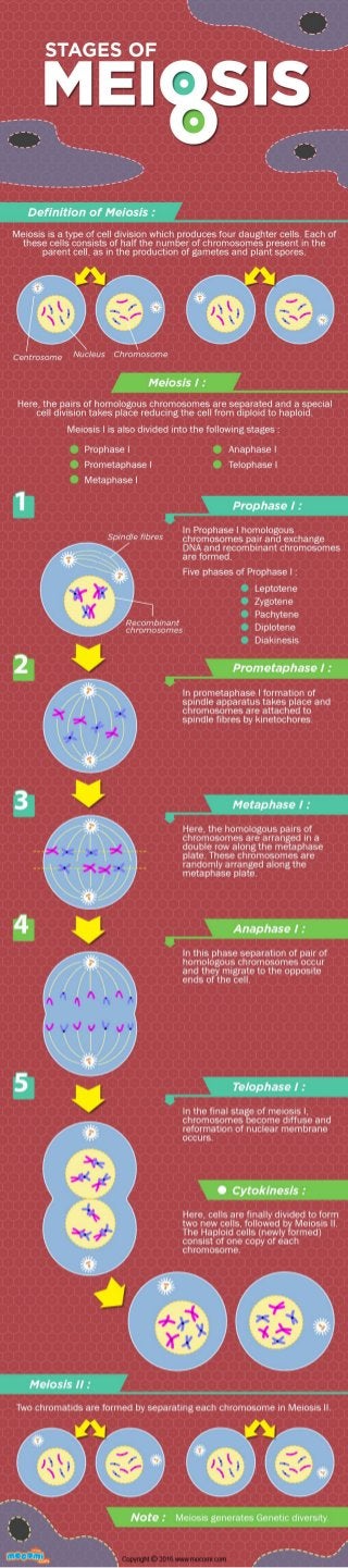 Stages of Meiosis – Cell Division – Mocomi Kids