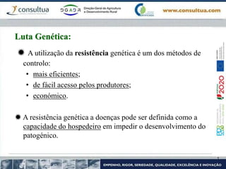  A utilização da resistência genética é um dos métodos de
controlo:
• mais eficientes;
• de fácil acesso pelos produtores;
• económico.
 A resistência genética a doenças pode ser definida como a
capacidade do hospedeiro em impedir o desenvolvimento do
patogénico.
Luta Genética:
 