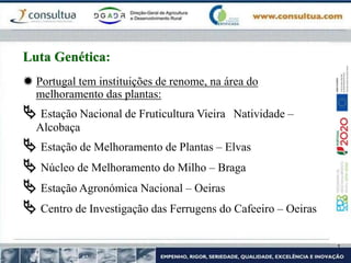 Portugal tem instituições de renome, na área do
melhoramento das plantas:
 Estação Nacional de Fruticultura Vieira Natividade –
Alcobaça
 Estação de Melhoramento de Plantas – Elvas
 Núcleo de Melhoramento do Milho – Braga
 Estação Agronómica Nacional – Oeiras
 Centro de Investigação das Ferrugens do Cafeeiro – Oeiras
Luta Genética:
 