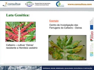 Cafeeiro – cultivar ‘Oeiras'
resistente a Hemileia vastatrix
Exemplo
Centro de Investigação das
Ferrugens do Cafeeiro - Oeiras
Luta Genética:
 