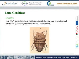 Exemplo
Em 1867, as vinhas durienses foram invadidas por uma praga temível
a filoxera (Daktylosphaera vitifoliae , Homoptera)
Luta Genética:
 