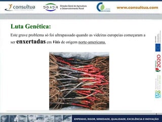 Este grave problema só foi ultrapassado quando as videiras europeias começaram a
ser enxertadas em Vitis de origem norte-americana.
Luta Genética:
 