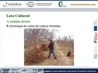 1) medidas diretas
 eliminação de restos de cultura infetados.
http://agronomia.uchile.cl/temporalscroll/2006/julio/poda/index.html
Luta Cultural:
 