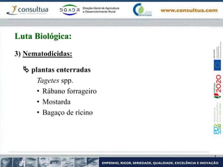 3) Nematodicidas:
 plantas enterradas
Tagetes spp.
• Rábano forrageiro
• Mostarda
• Bagaço de rícino
Luta Biológica:
 