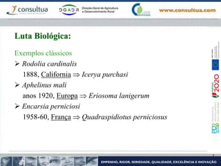 Exemplos clássicos
 Rodolia cardinalis
1888, California  Icerya purchasi
 Aphelinus mali
anos 1920, Europa  Eriosoma lanigerum
 Encarsia perniciosi
1958-60, França  Quadraspidiotus perniciosus
Luta Biológica:
 