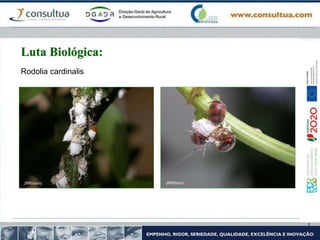 Rodolia cardinalis
Luta Biológica:
 