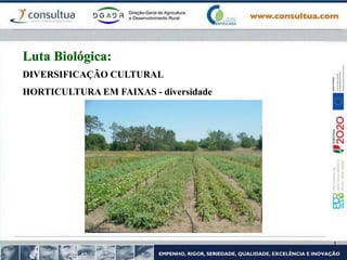 DIVERSIFICAÇÃO CULTURAL
HORTICULTURA EM FAIXAS - diversidade
Luta Biológica:
 