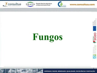 Fungos
 