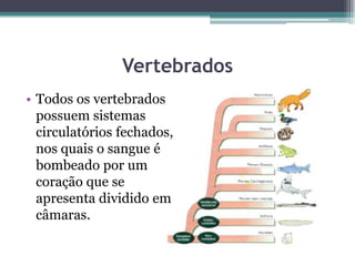 • Todos os vertebrados
possuem sistemas
circulatórios fechados,
nos quais o sangue é
bombeado por um
coração que se
apresenta dividido em
câmaras.
Vertebrados
 