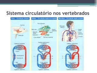 Sistema circulatório nos vertebrados
 