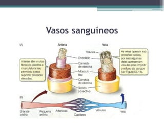 Vasos sanguíneos
 