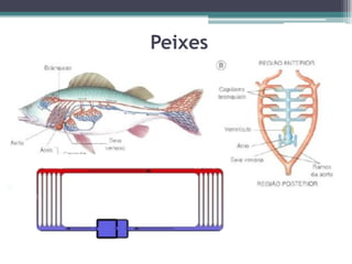 Peixes
 