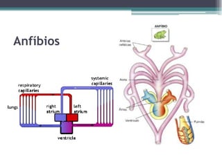 Anfíbios
 