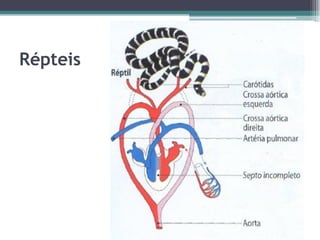Répteis
 