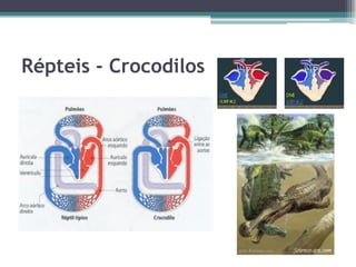Répteis - Crocodilos
 