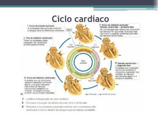 Ciclo cardíaco
 